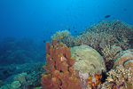 Apo Island Coral