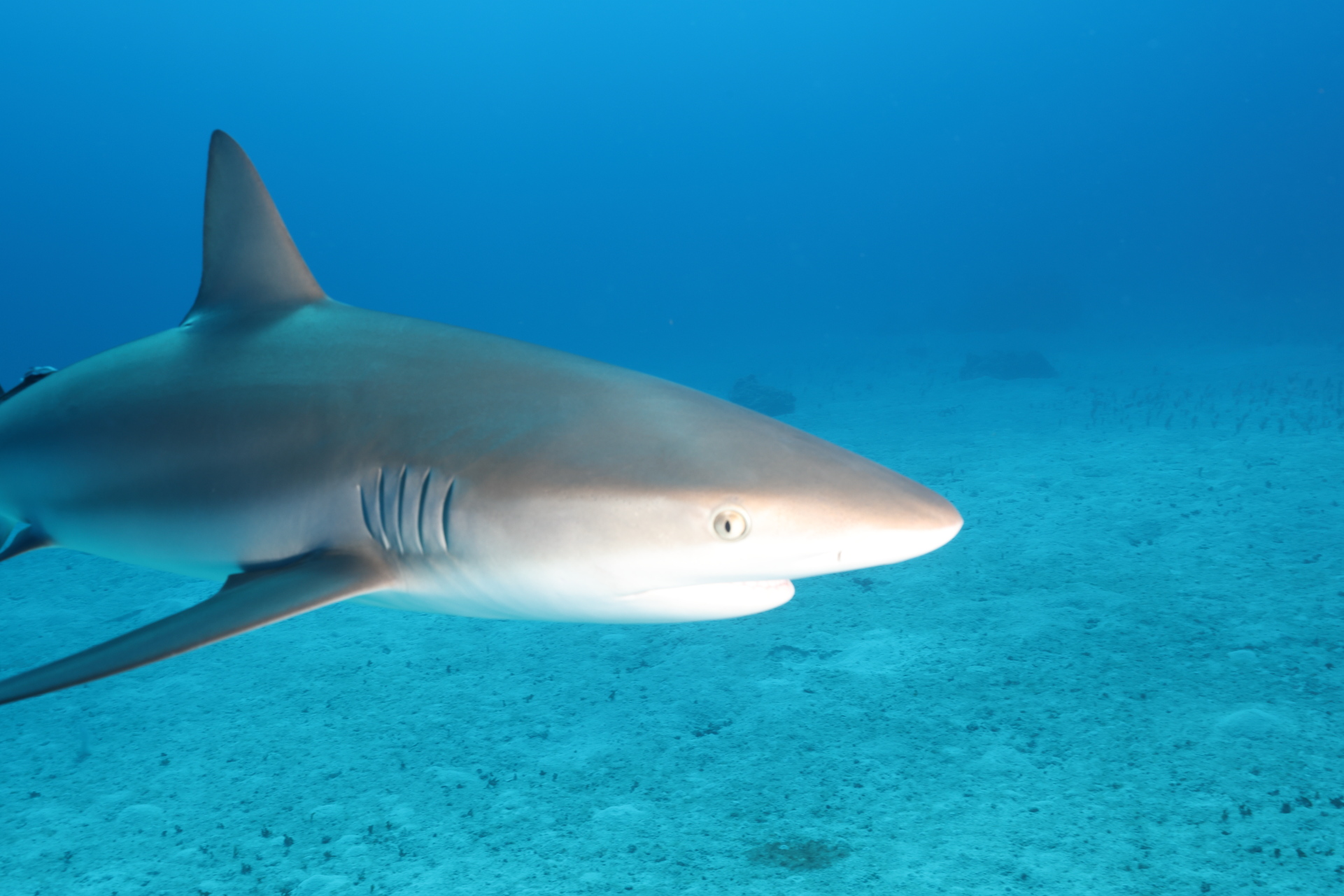 Reef Shark (Jan 30, 2023)