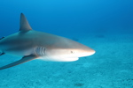 Reef Shark