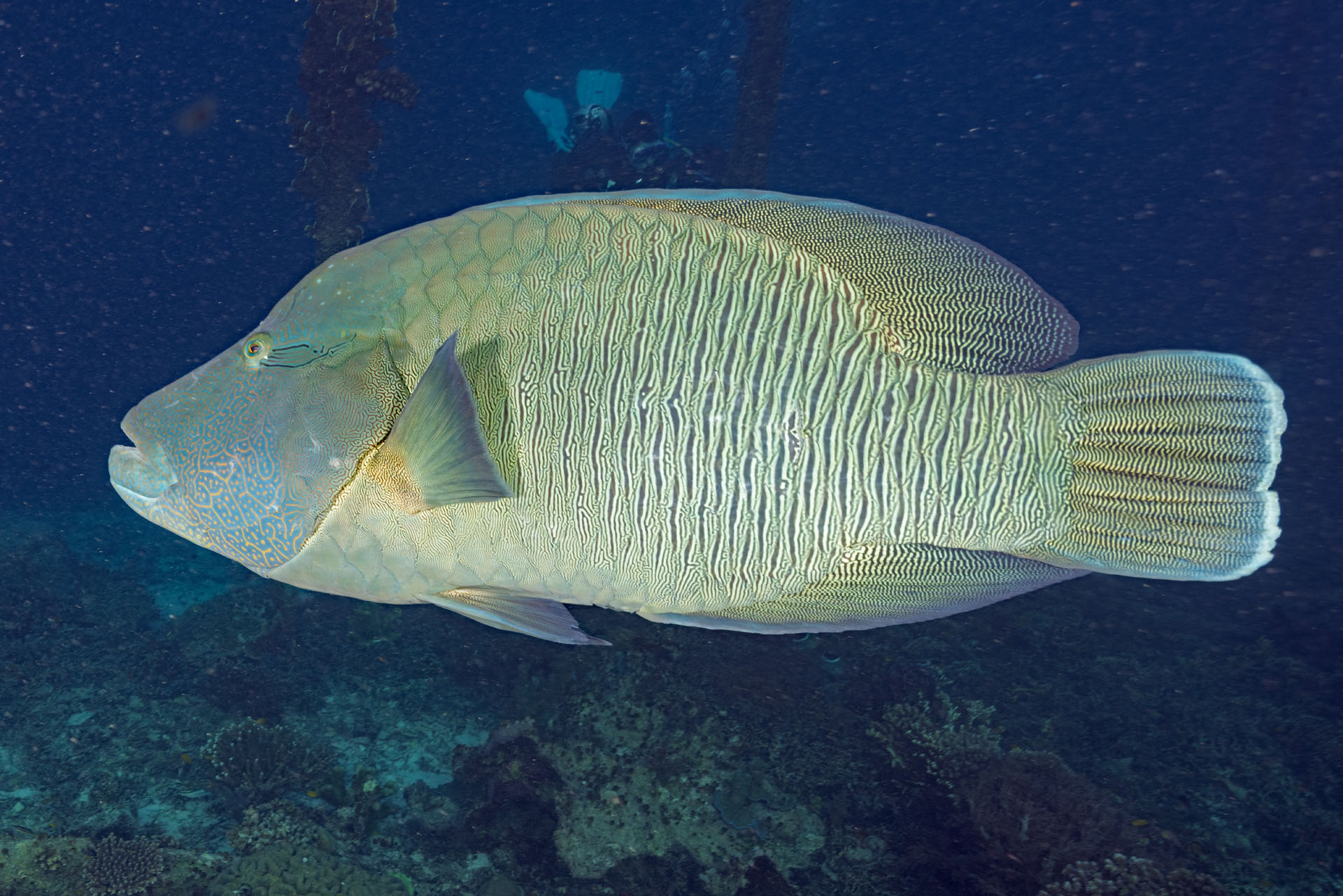 Napolean Wrasse (Jan 29, 2026)