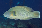 Napolean Wrasse
