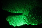 Bioflourescent Coral