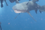 Lemon Shark