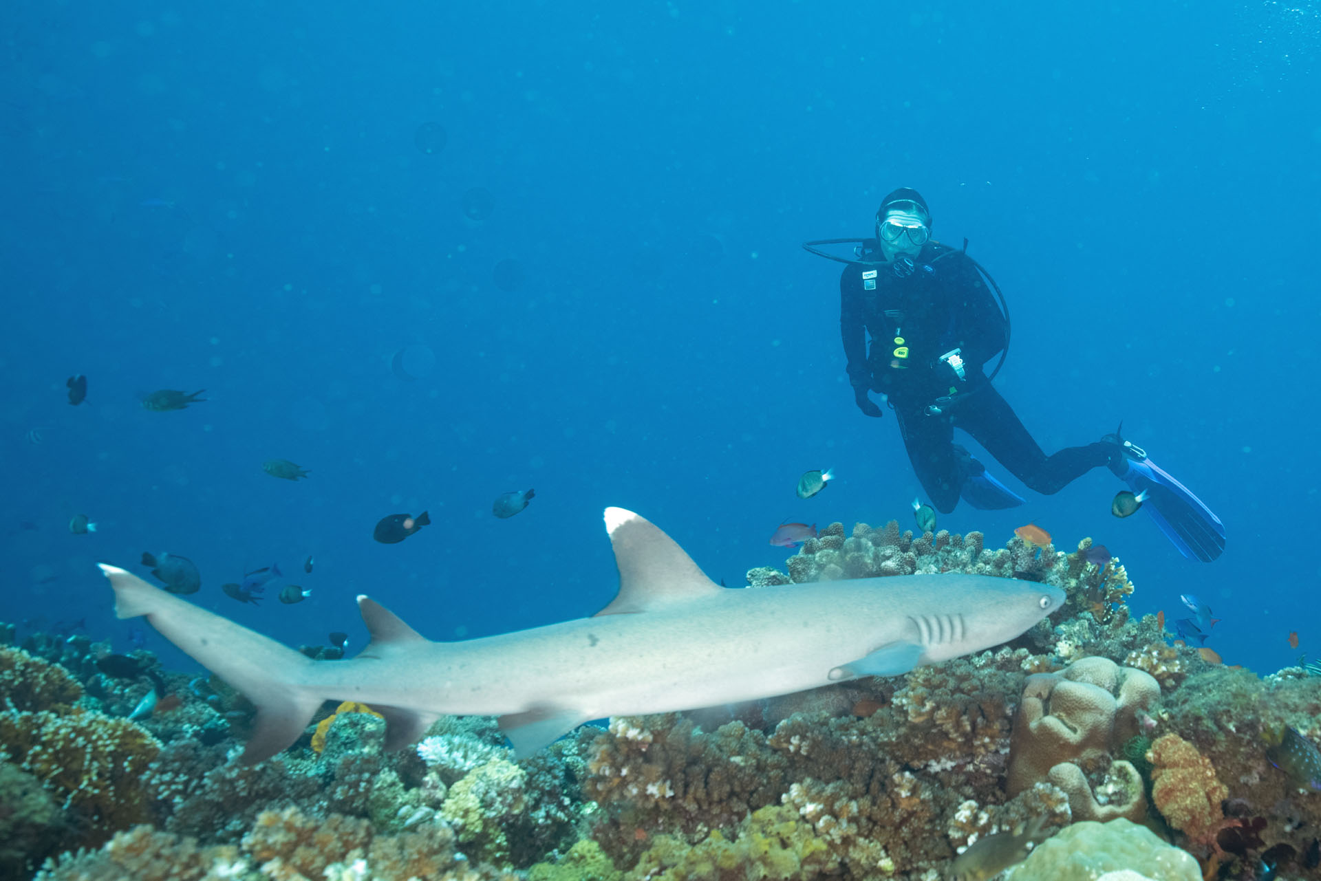 White Tip Shark (Apr 30, 2024)