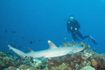 White Tip Shark