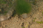 Marine File Snake