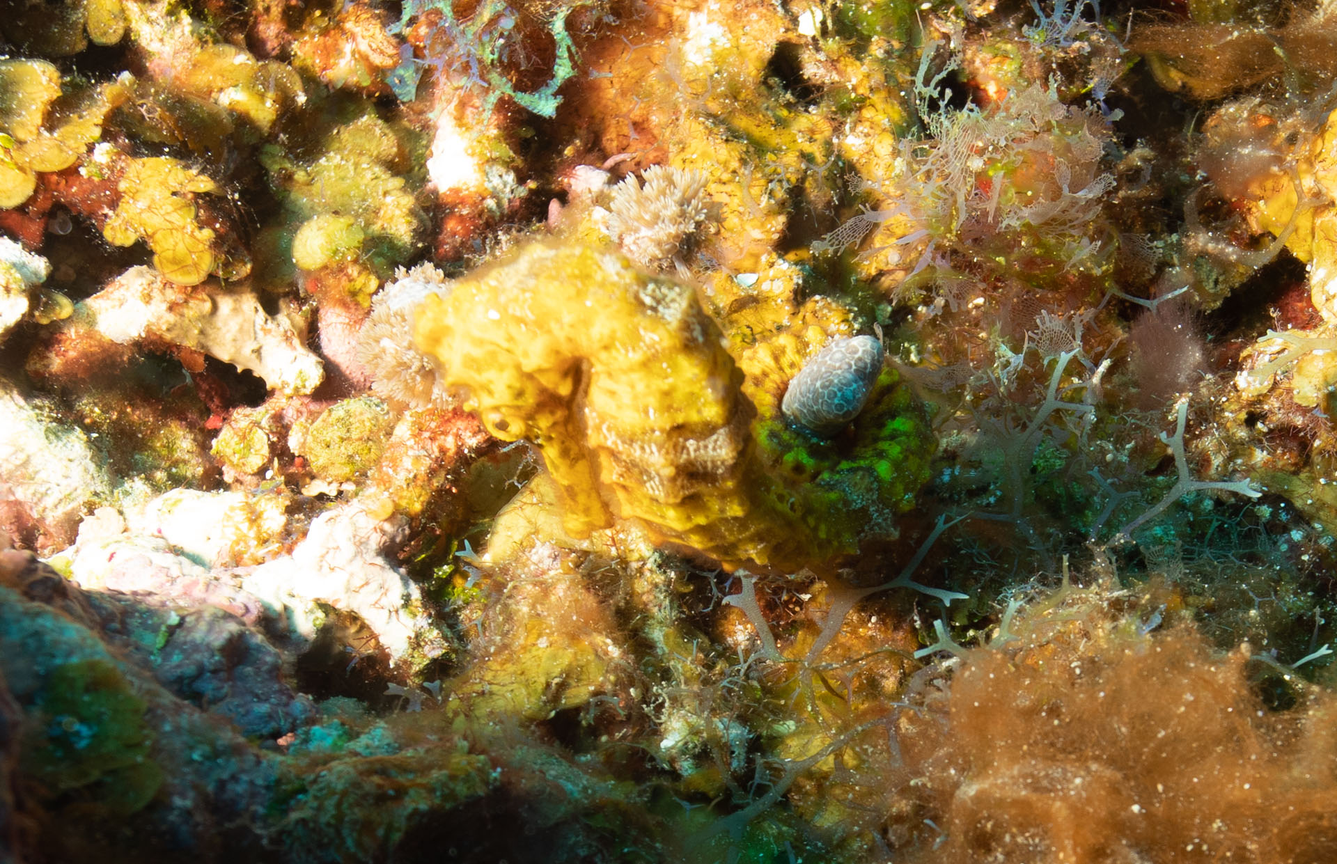 Yellow Seahorse (Jun 27, 2022)