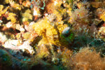 Yellow Seahorse