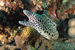 Laced Moray Eel