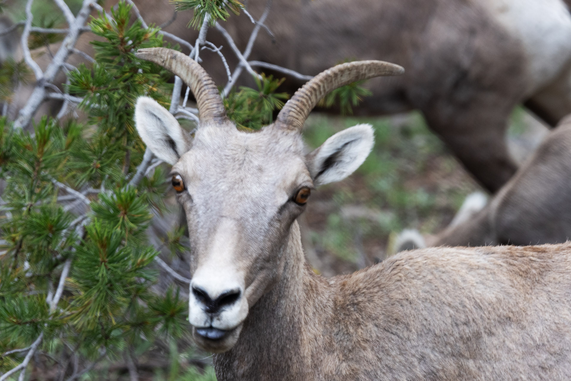 Female Bighorn Sheep (Jul 26, 2025)