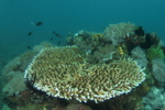 Tabletop Coral