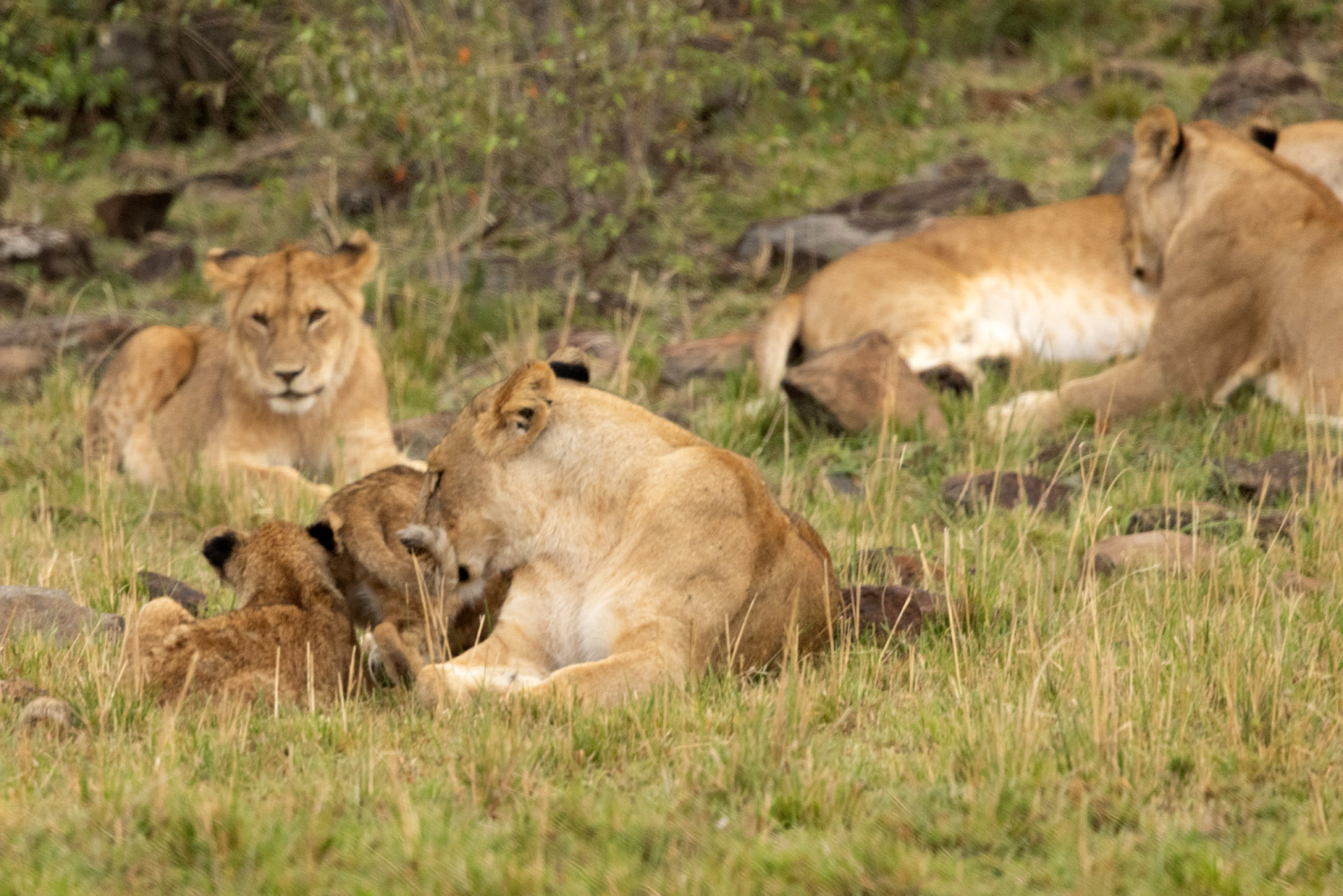 Cubs Feeding from Mom (Sep 28, 2025)