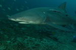 Lemon Shark