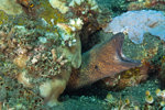Moray Eel