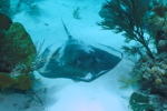 Southern Sting Ray