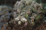 Stonefish