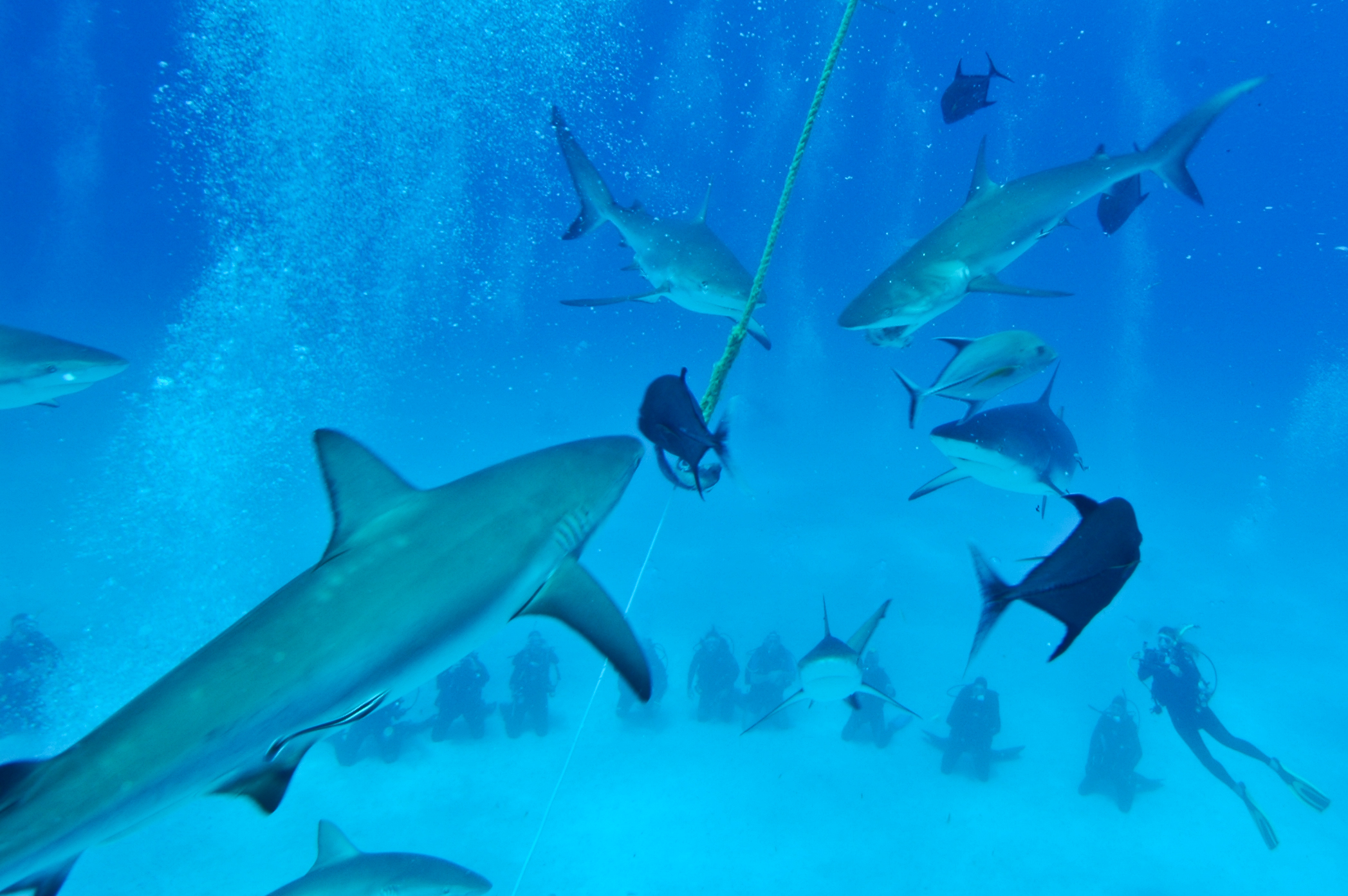 Shark Feeding (May 8, 2012)