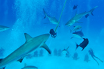 Shark Feeding