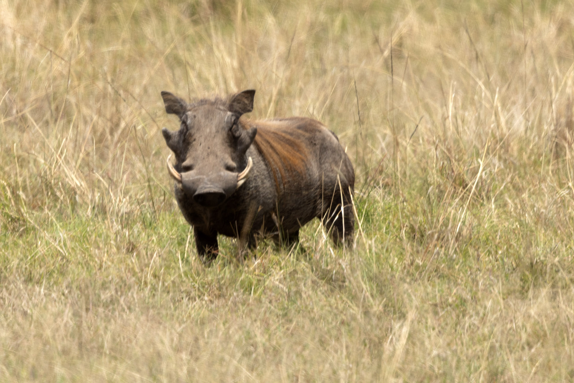 Pumba (Sep 26, 2025)