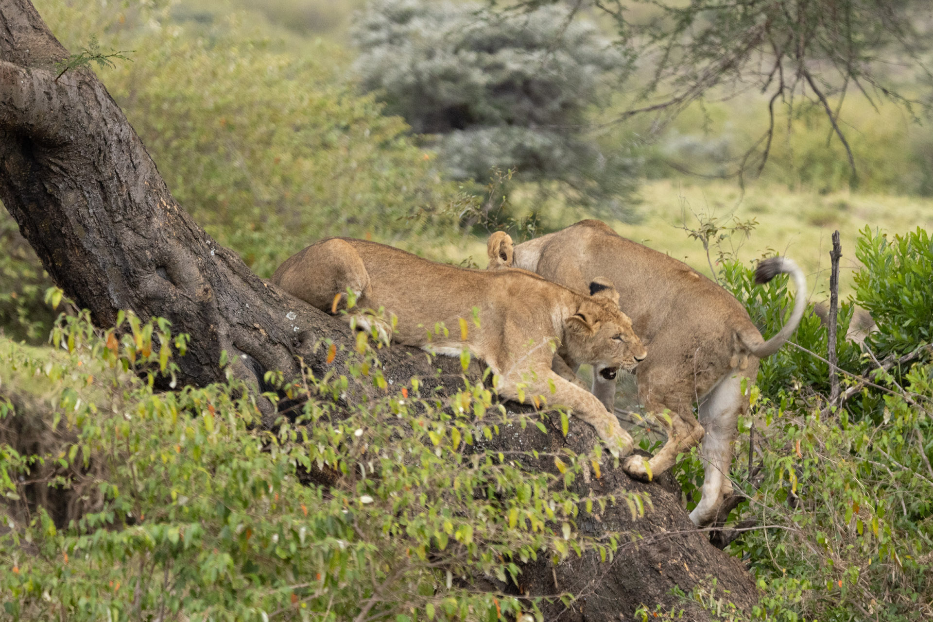 Young lions playing in the tree (Sep 28, 2025)