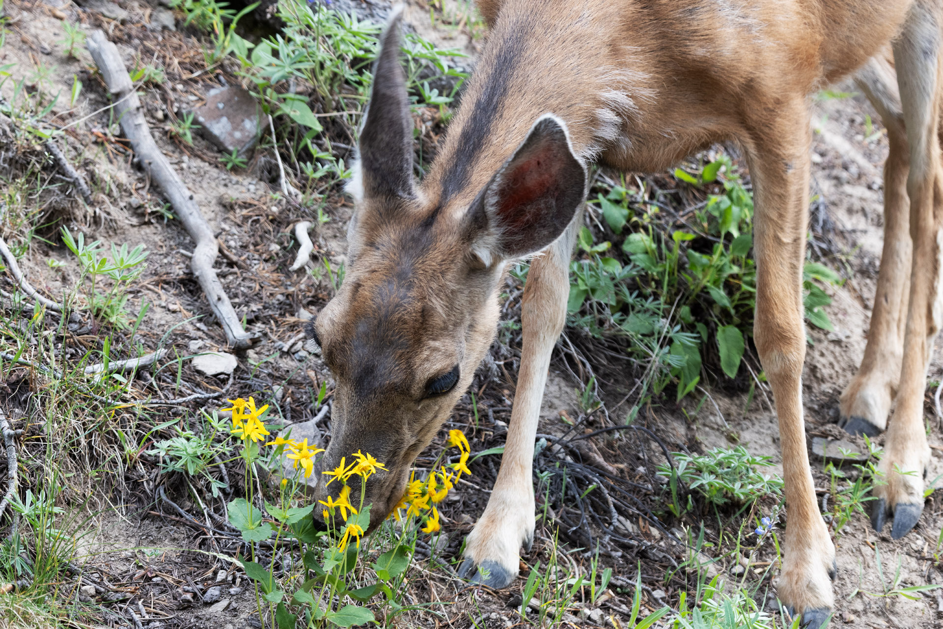 Juvenile Pronghorn Eating (Jul 26, 2025)