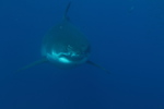 Big Mama