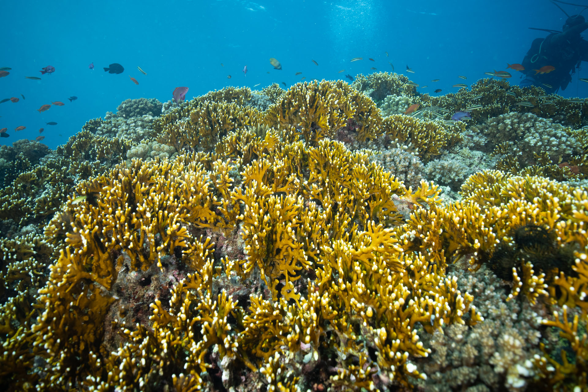 Healthy Reef (Apr 29, 2024)