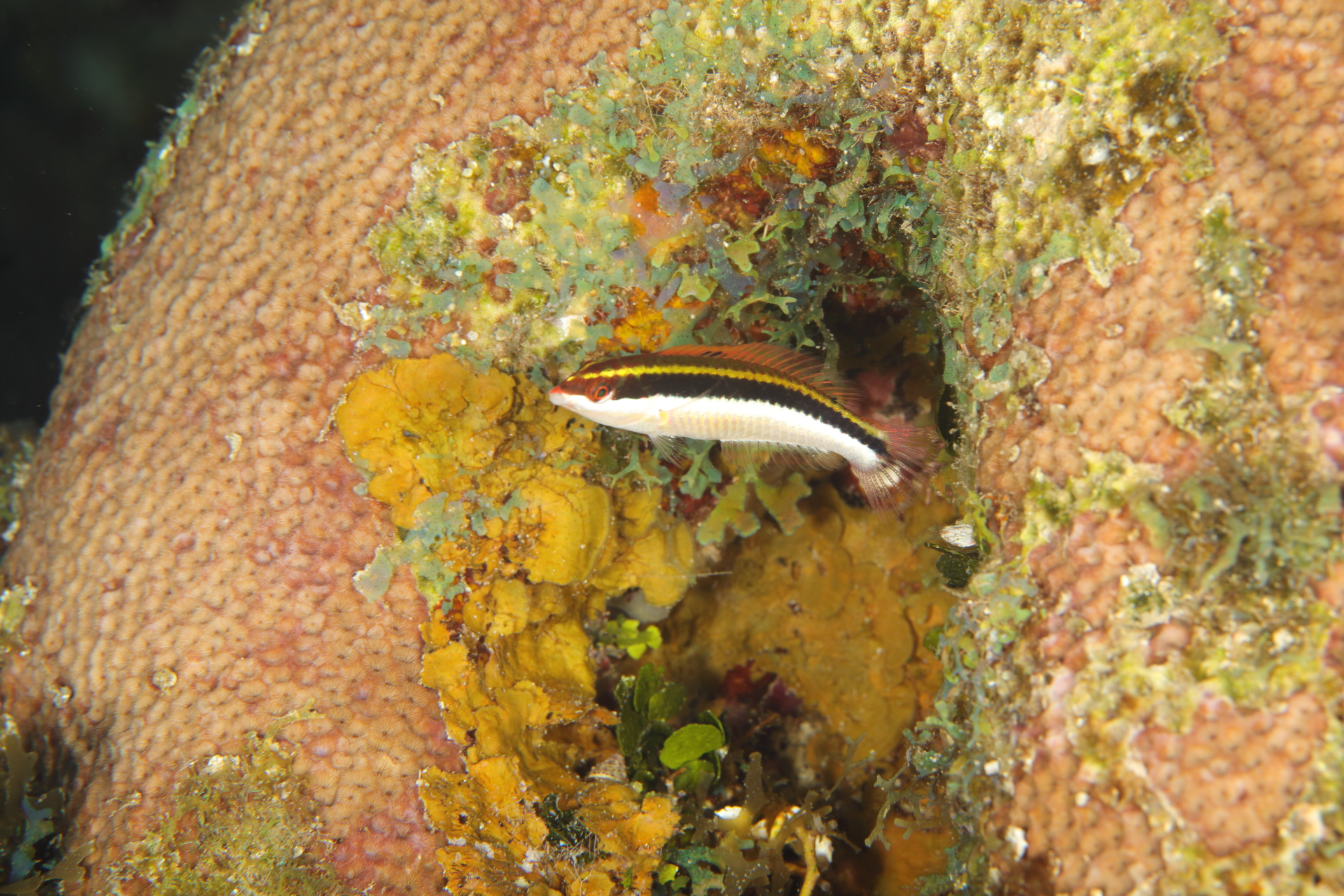Juvenile Bluehead Wrasse (Jul 1, 2022)
