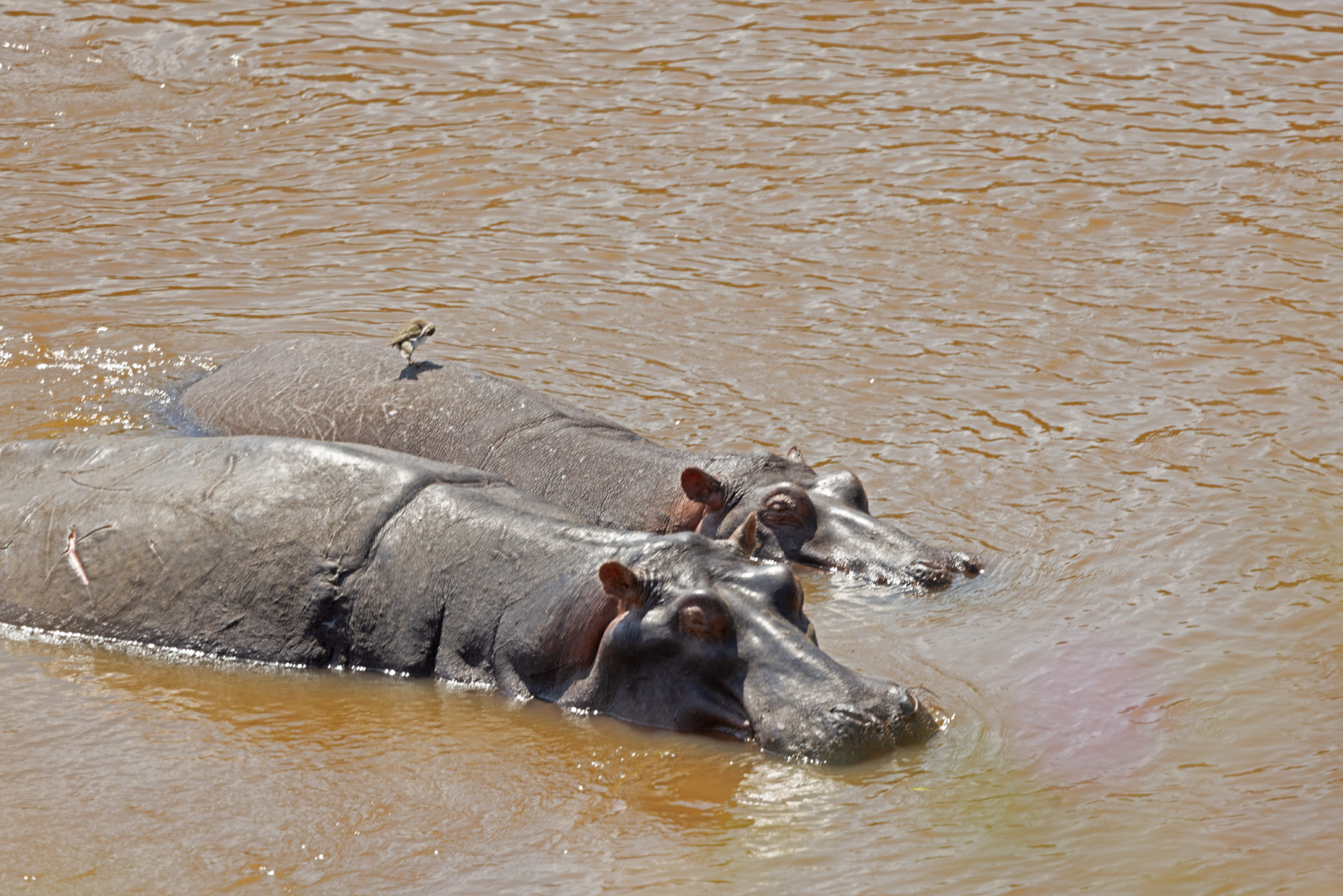 Hippos Cooling Off (Sep 27, 2025)