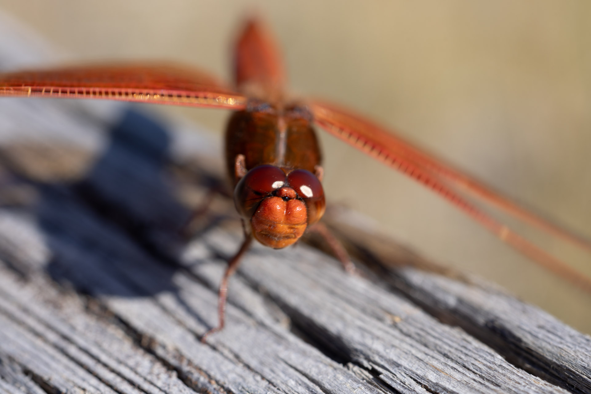 Dragonfly (Jul 24, 2025)