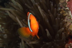 Clown Fish