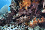 Lobster