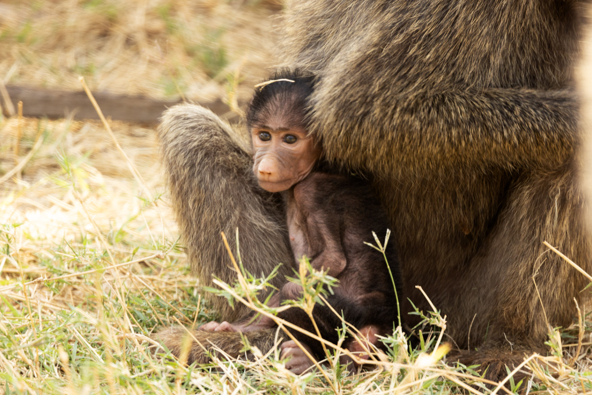 Baby Baboon (Sep 24, 2025)
