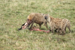 Hyaenas eat wildebeest carcass