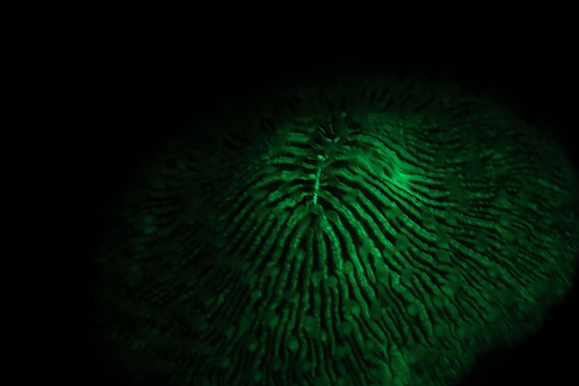 Bioflourescent Photography (Dec 26, 2021)
