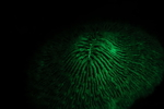 Bioflourescent Photography