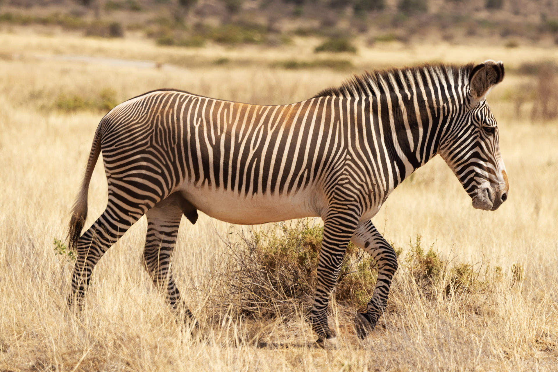 Grevy's Zebra (Sep 24, 2025)