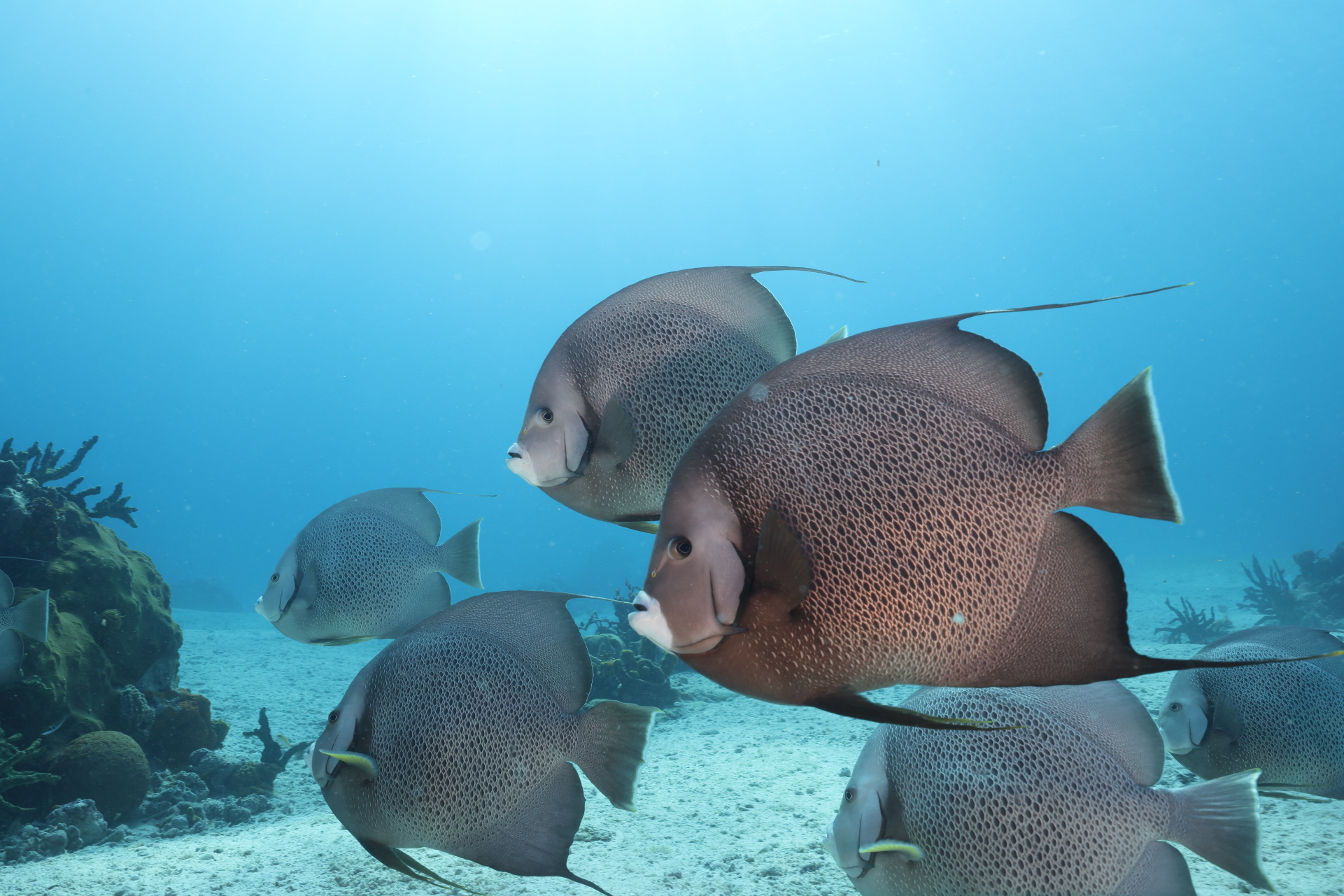 Angelfish School (Feb 1, 2023)