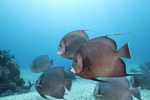 Angelfish School