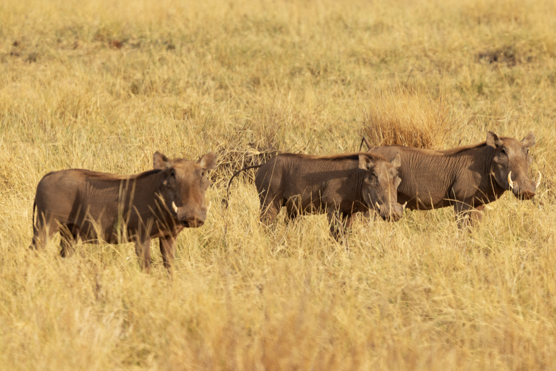 Warthogs (Sep 24, 2025)