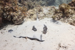 Southern Sting Ray
