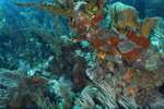 Coral Reef