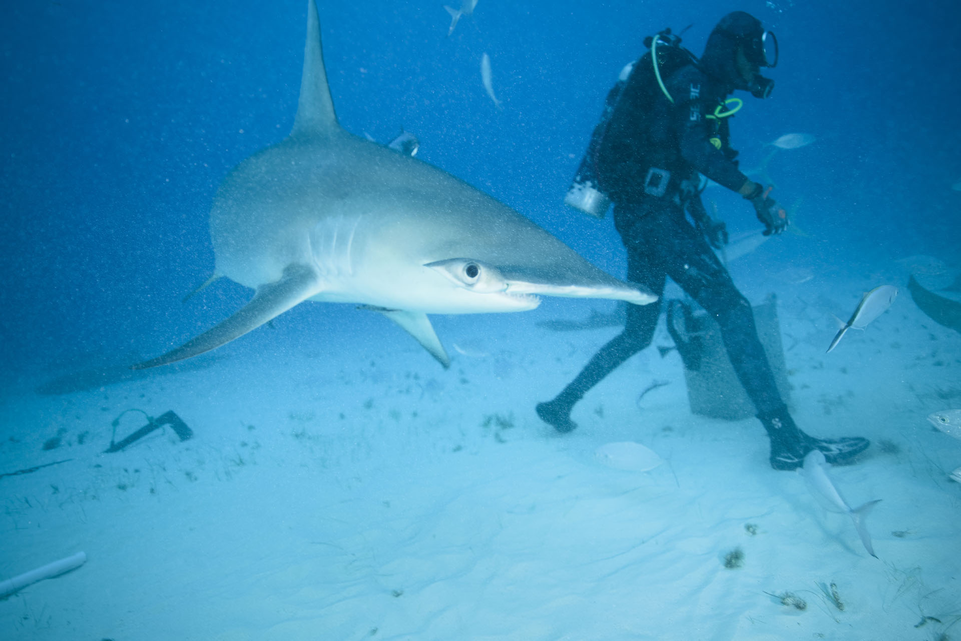 Brandon Feeding the Sharks (Jan 10, 2024)