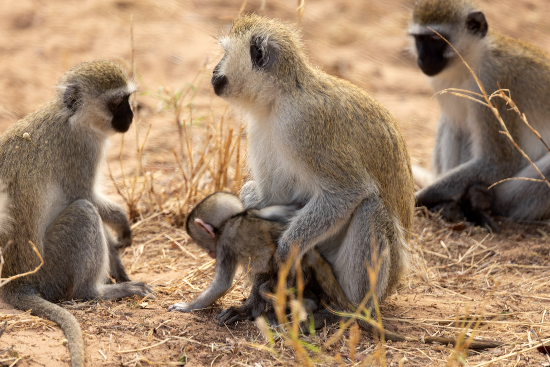 Monkey Family (Sep 25, 2025)