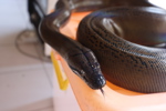 Snake at Tirta Gangga Water Palace
