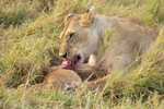 Lioness Kill Thumbnail (Sep 30, 2025)