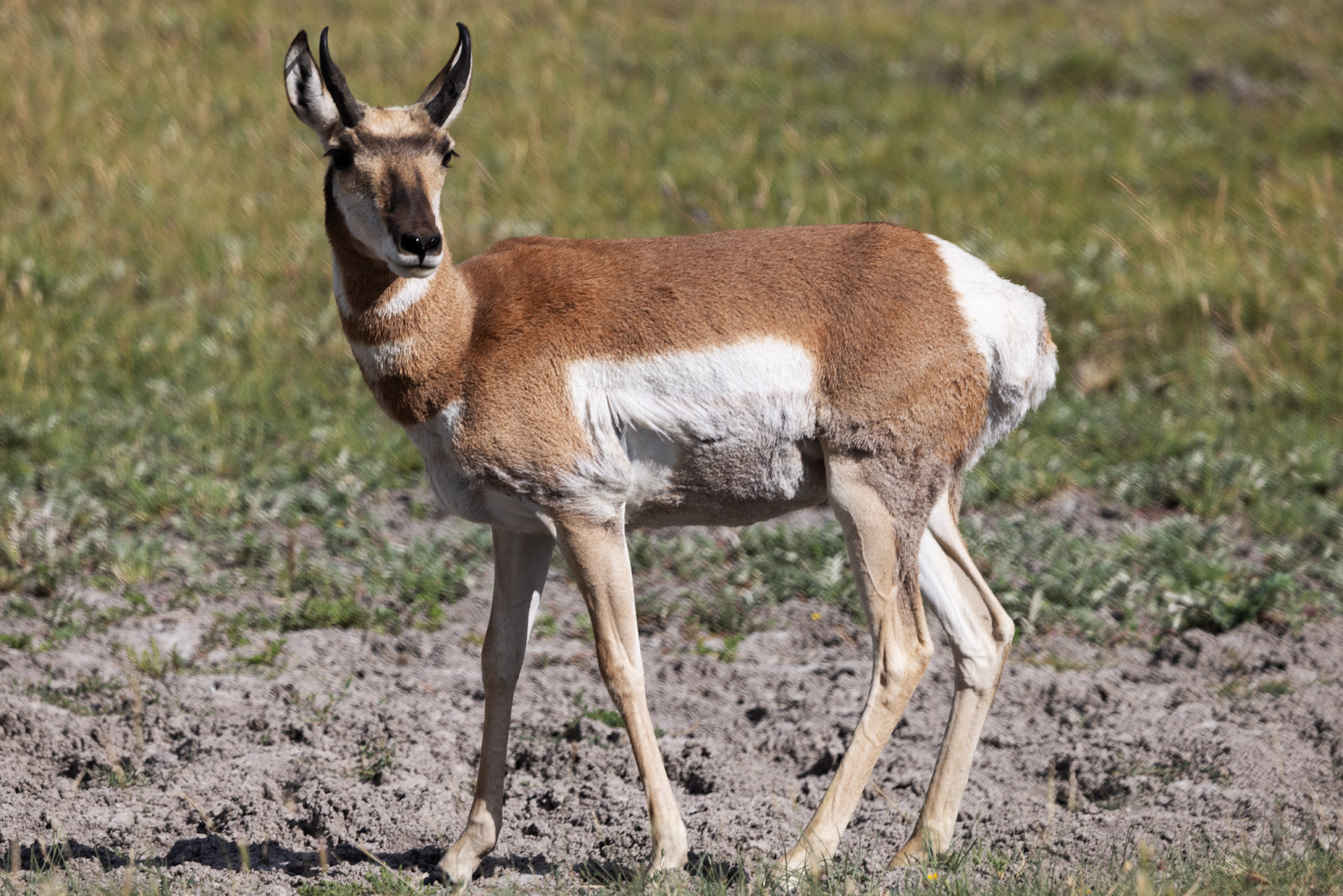 Pronghorn (Jul 25, 2025)