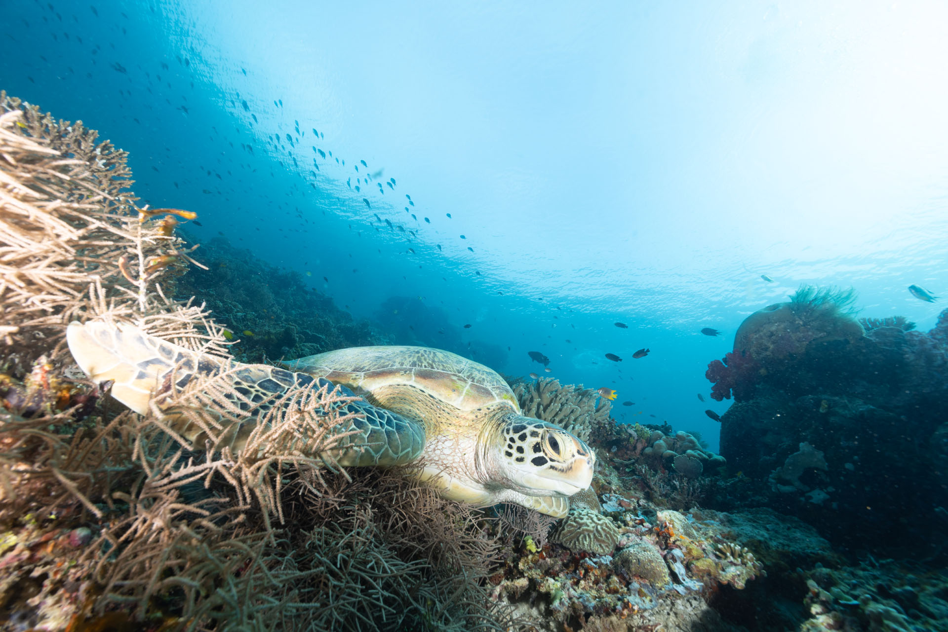 Green Sea turtle (Jan 30, 2026)