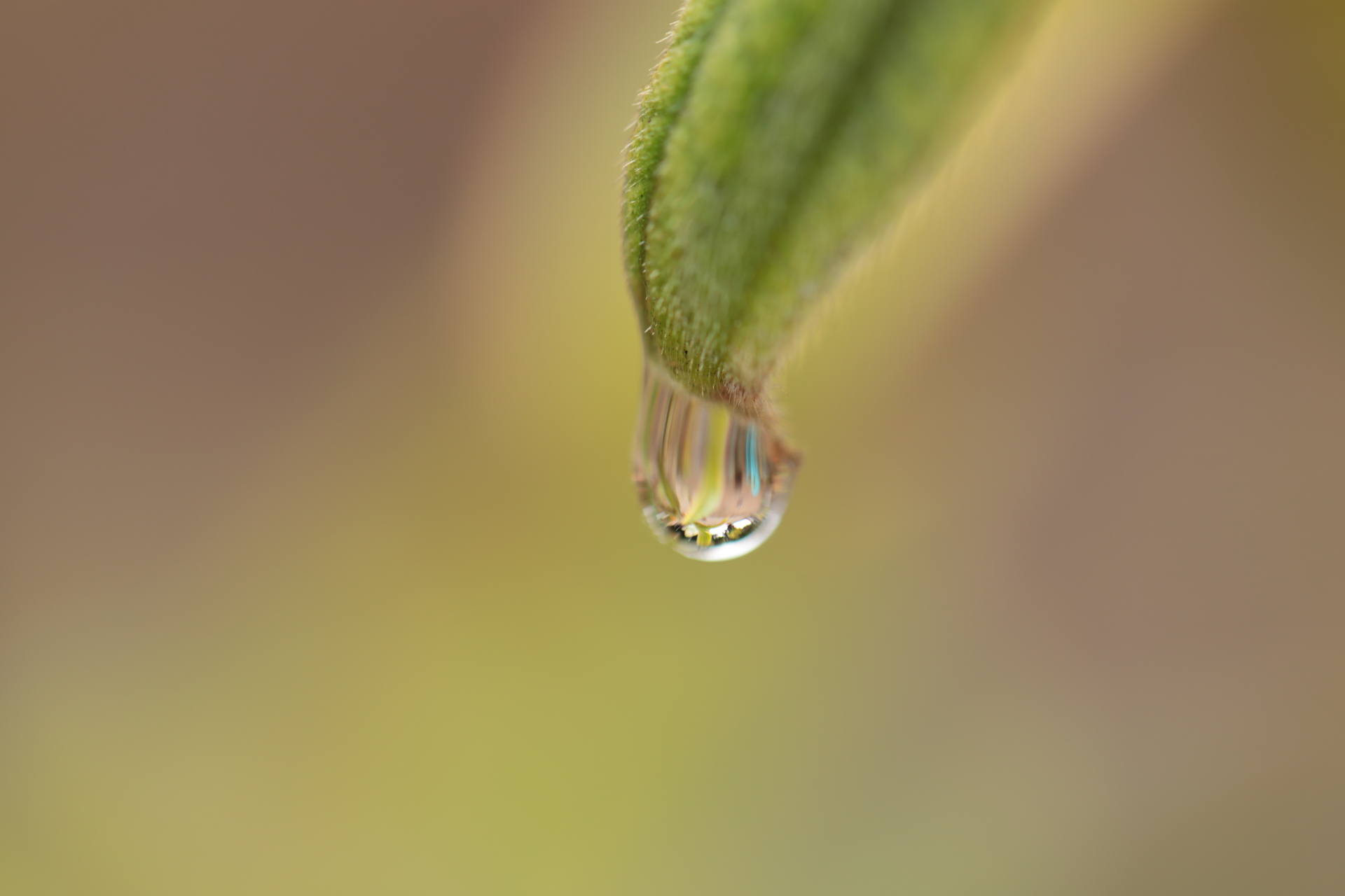 Raindrop Hanging from Leaf (Jan 23, 2021)