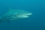 Lemon Shark